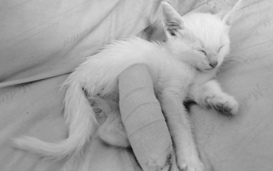 La compasión que murmura en el corazón